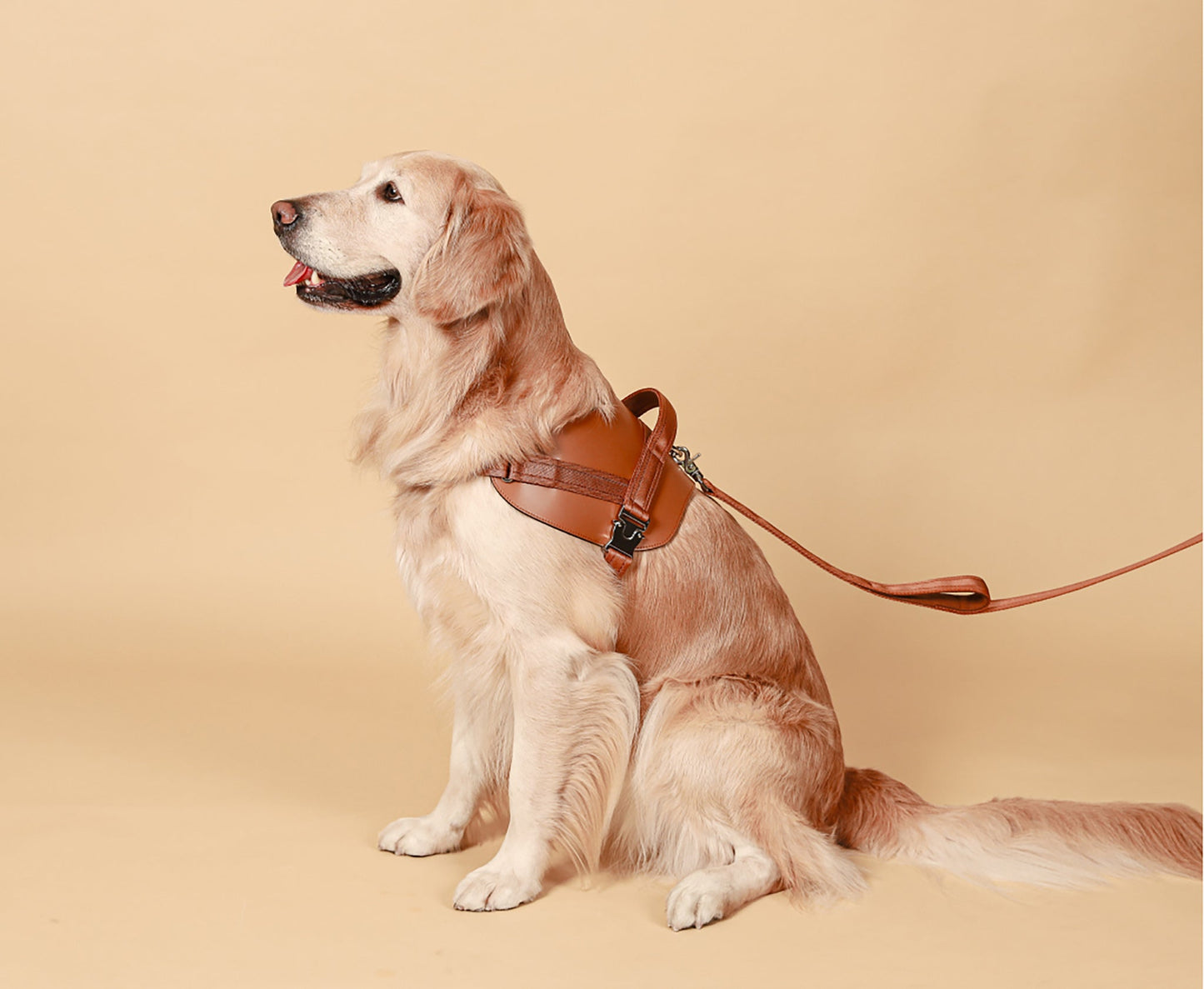 Saddle Hands-free Leash : Camel
