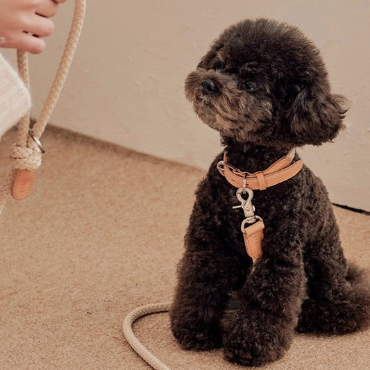 Stroll Light Weight Rope Collar