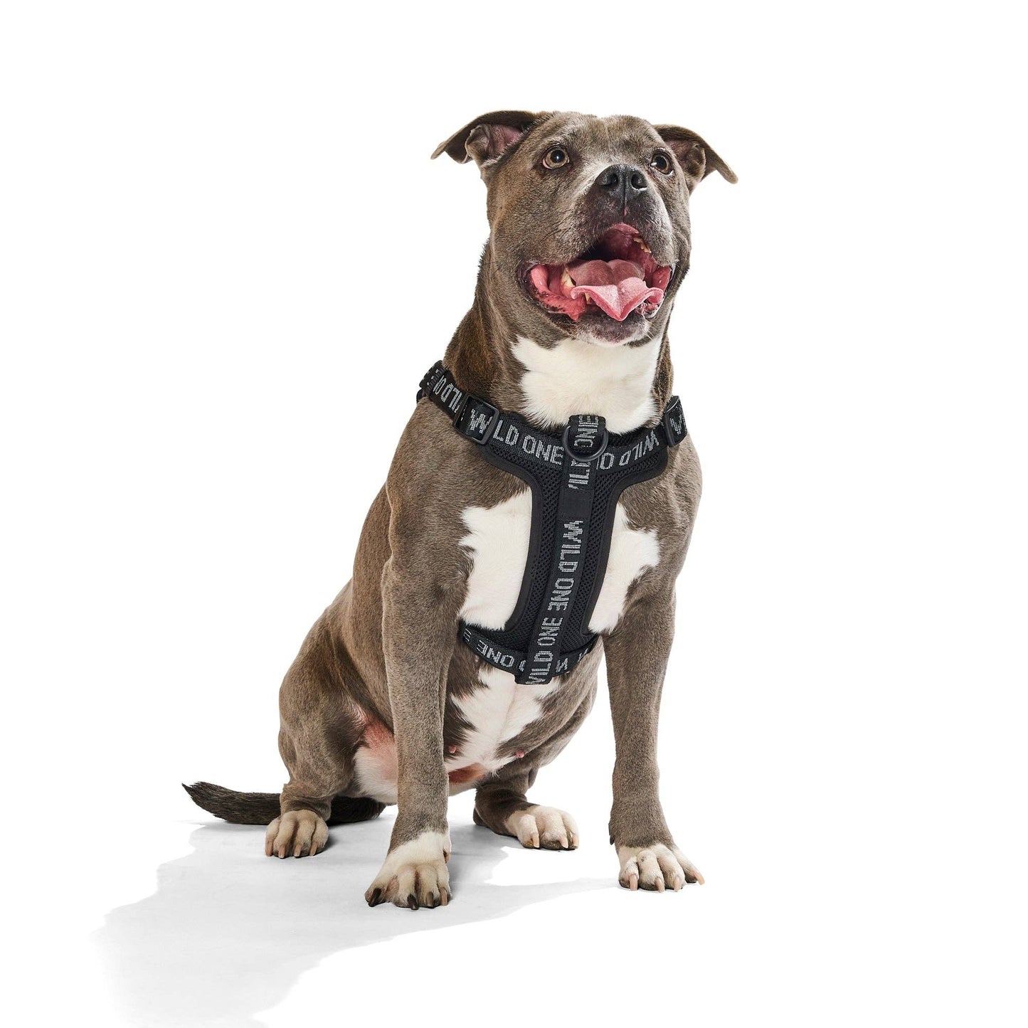 Step-In Harness