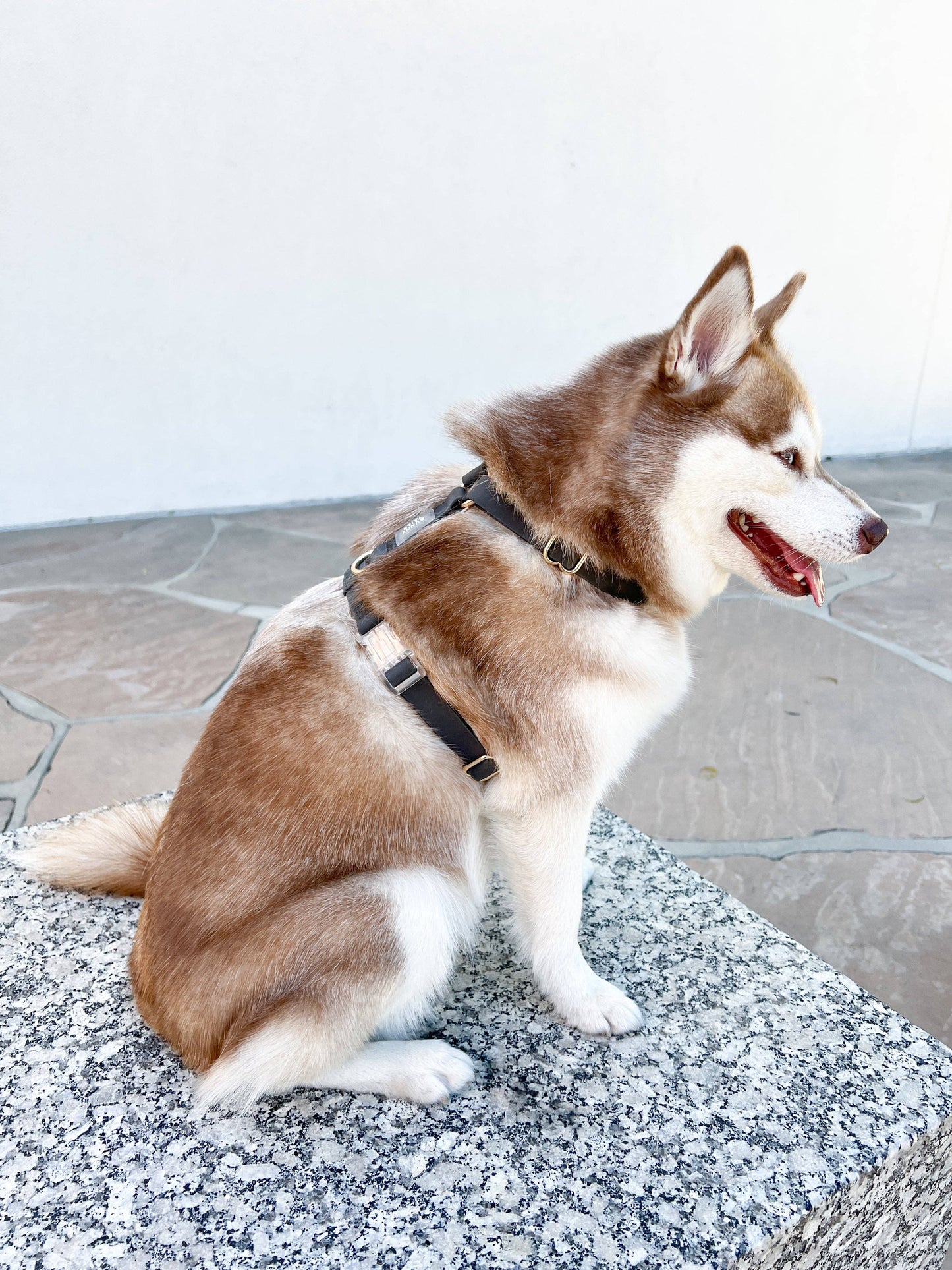 Ember Black Cloud Lite Dog Harness