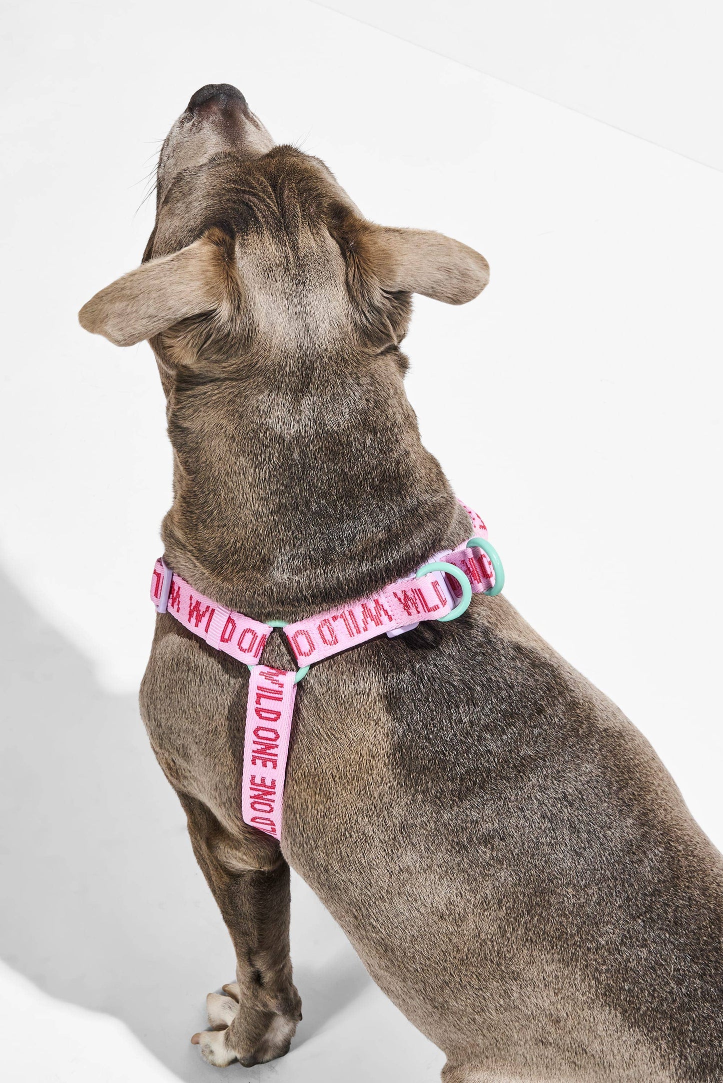 Step-In Harness