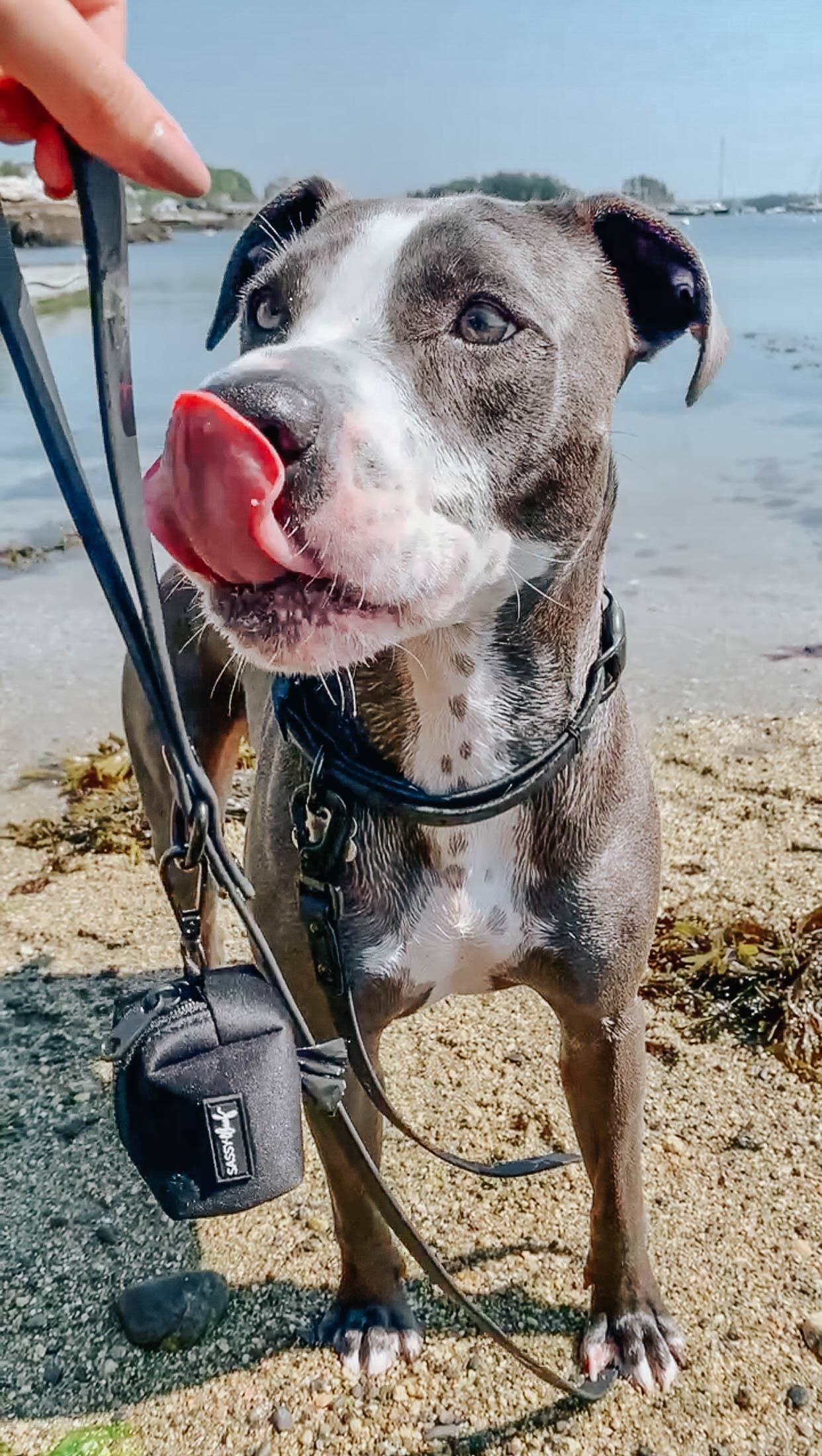 Waterproof Dog Leash - Black