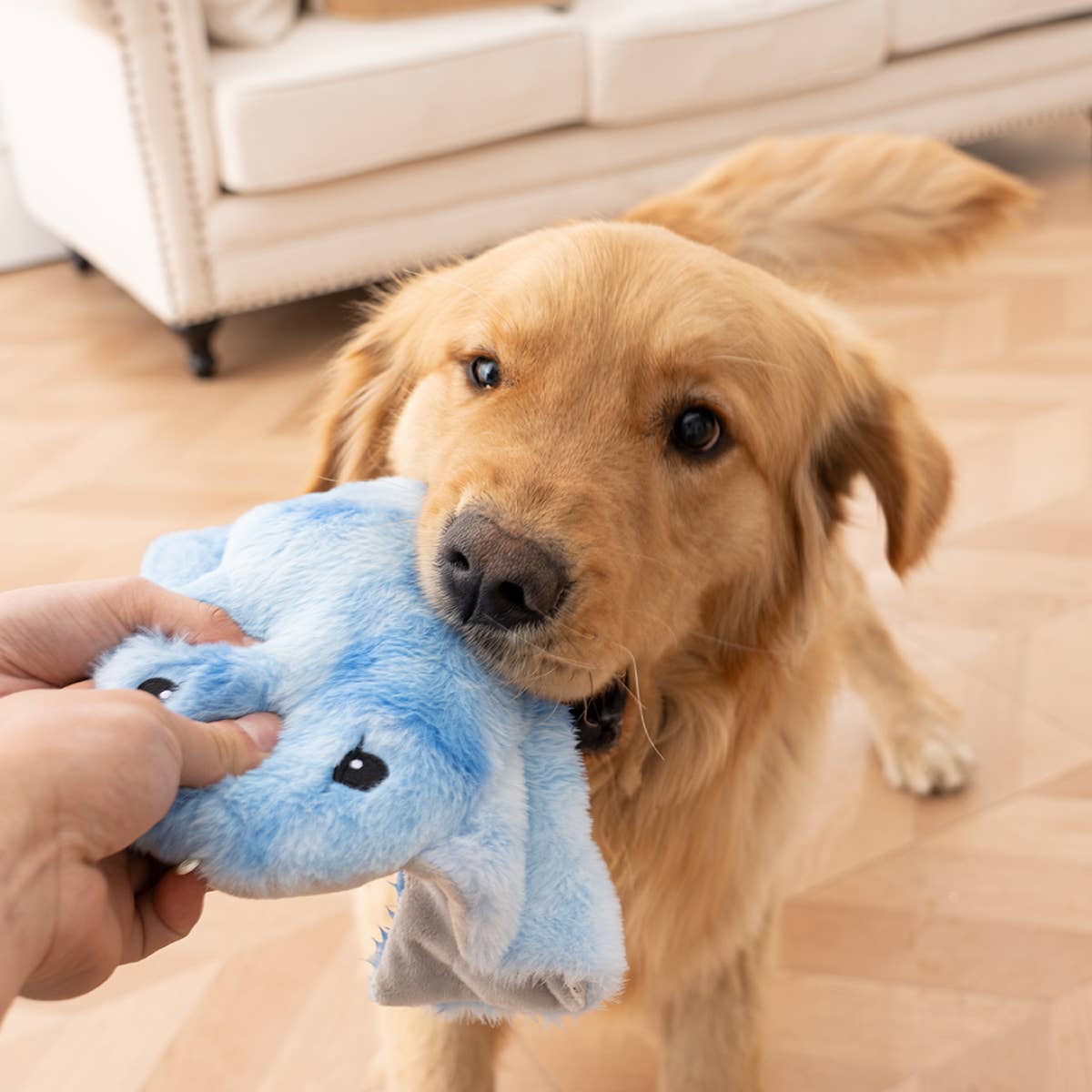 Animated Manta Ray Dog Toy