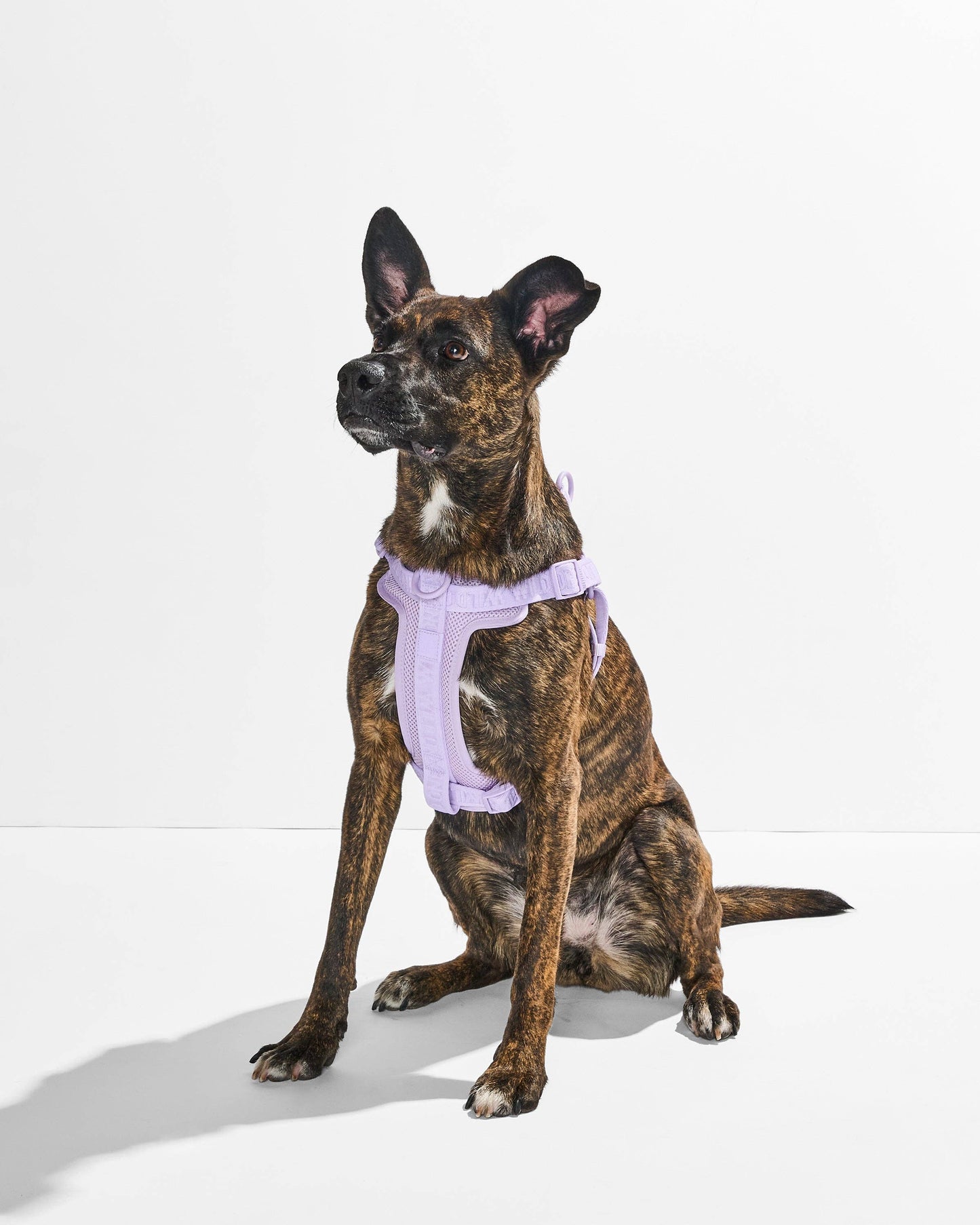 Step-In Harness