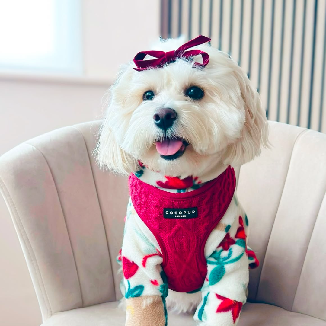 Cable Knit Jumper Adjustable Neck HARNESS - Mulled Pup Wine