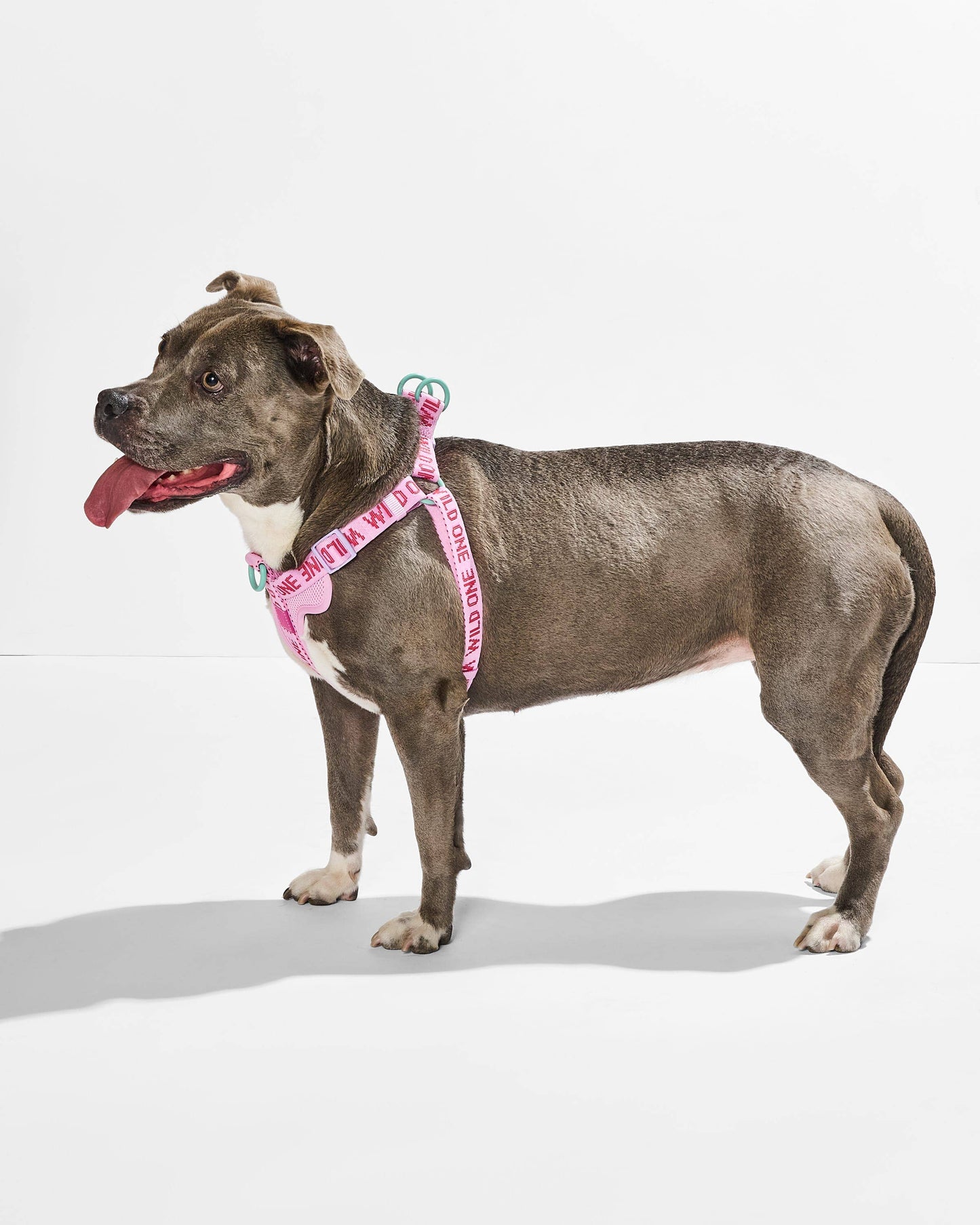 Step-In Harness
