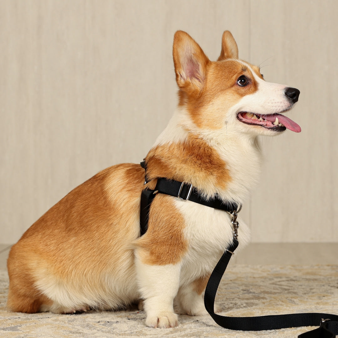 Horsebit Harness : Black