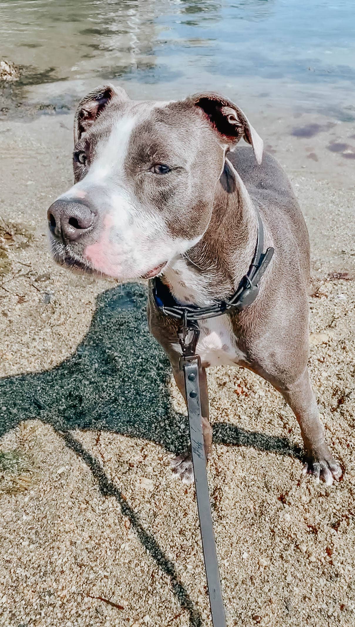 Waterproof Dog Leash - Black