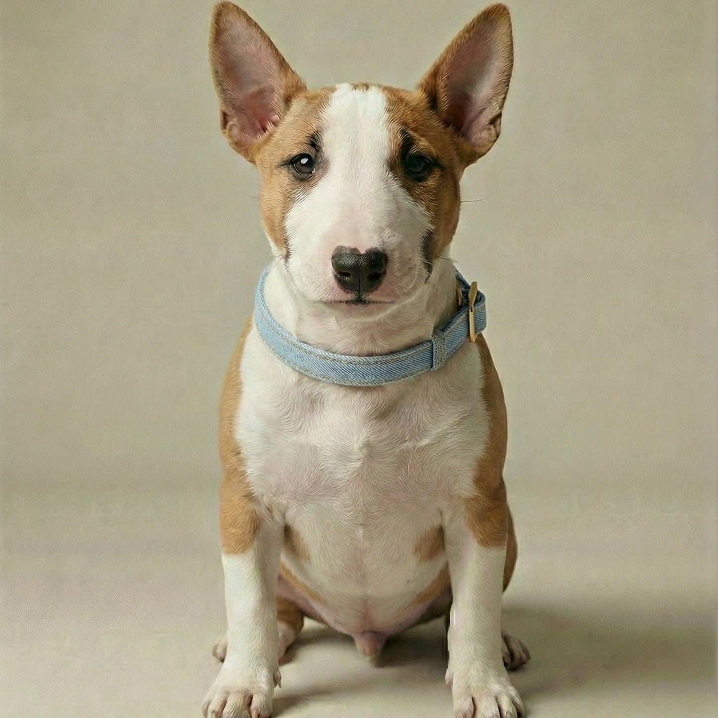 Denim Collar