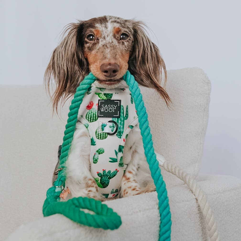 Dog Rope Leash - Ombre Teal