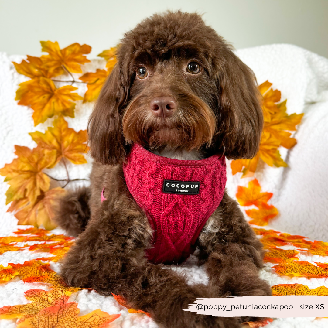 Cable Knit Jumper Adjustable Neck HARNESS - Mulled Pup Wine