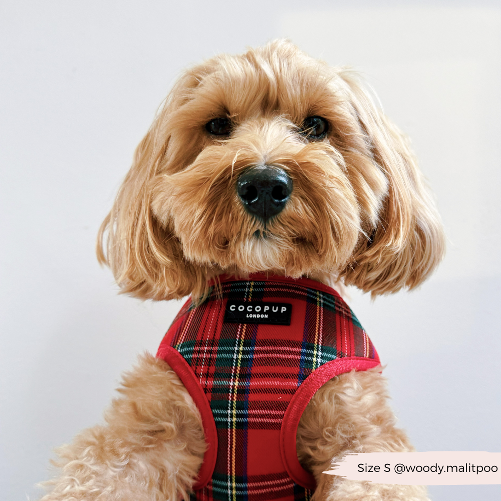 Tartan Adjustable Neck HARNESS