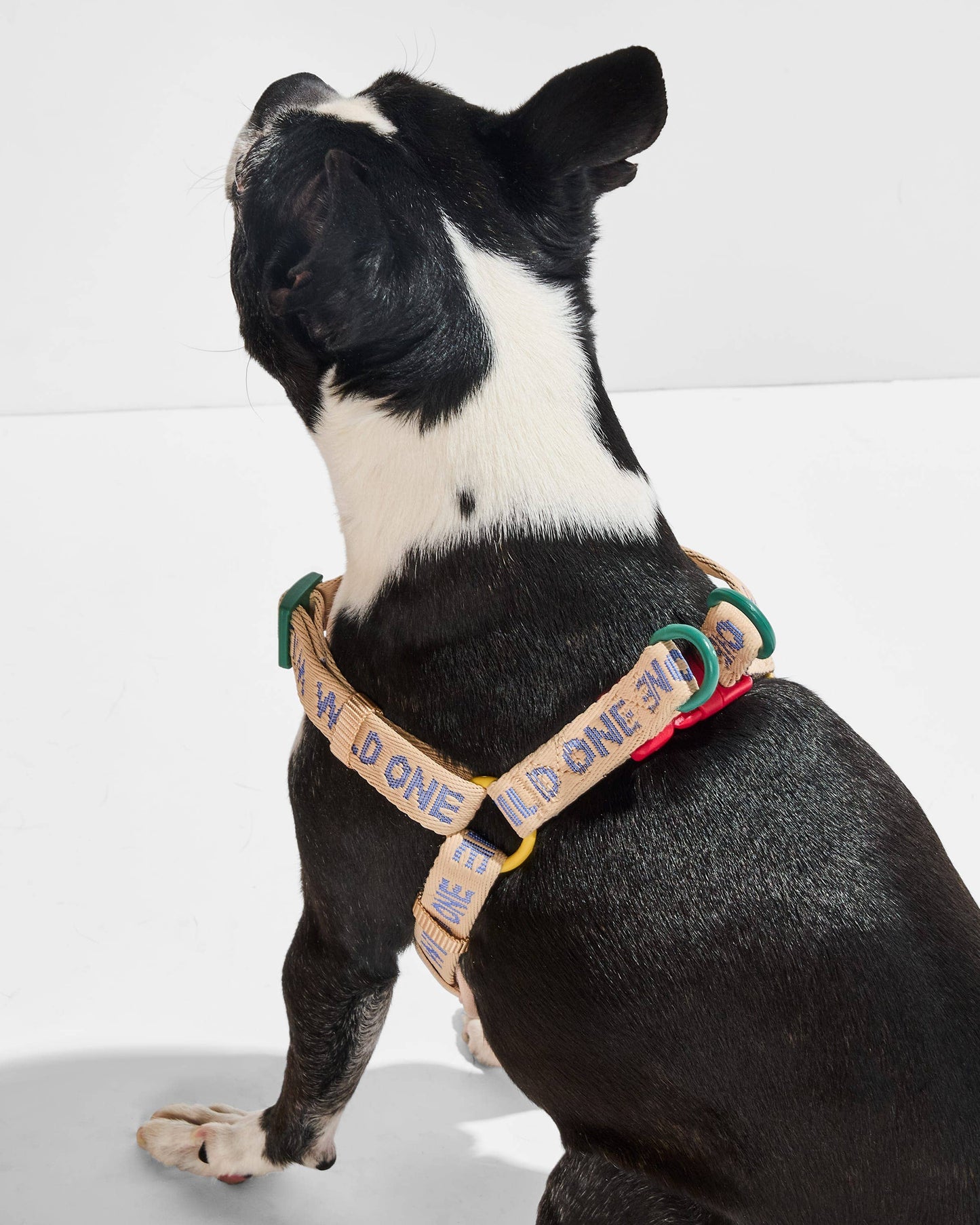 Step-In Harness