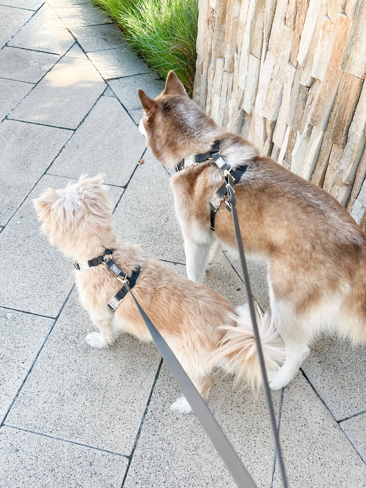 Ember Black Cloud Lite Dog Harness