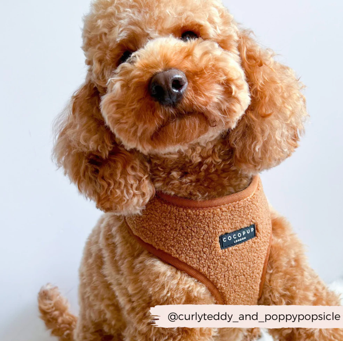 Teddy Adjustable Neck Harness - Paddington
