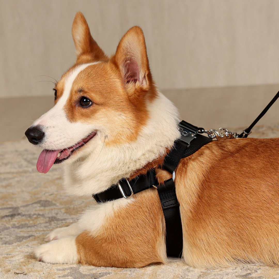 Horsebit Harness : Black