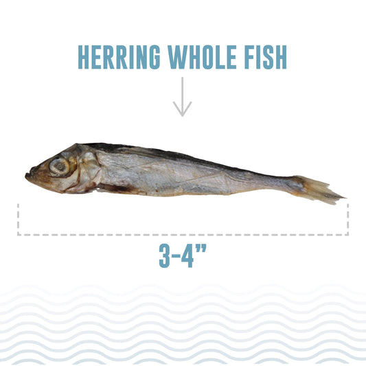Herring Whole Fish Dog Treats: 3-oz Bag