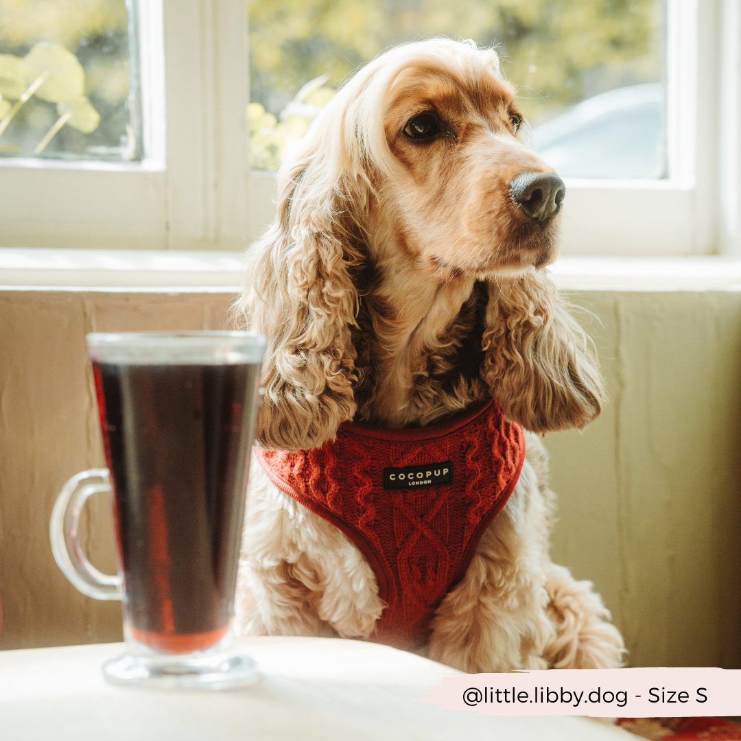 Cable Knit Jumper Adjustable Neck HARNESS - Mulled Pup Wine