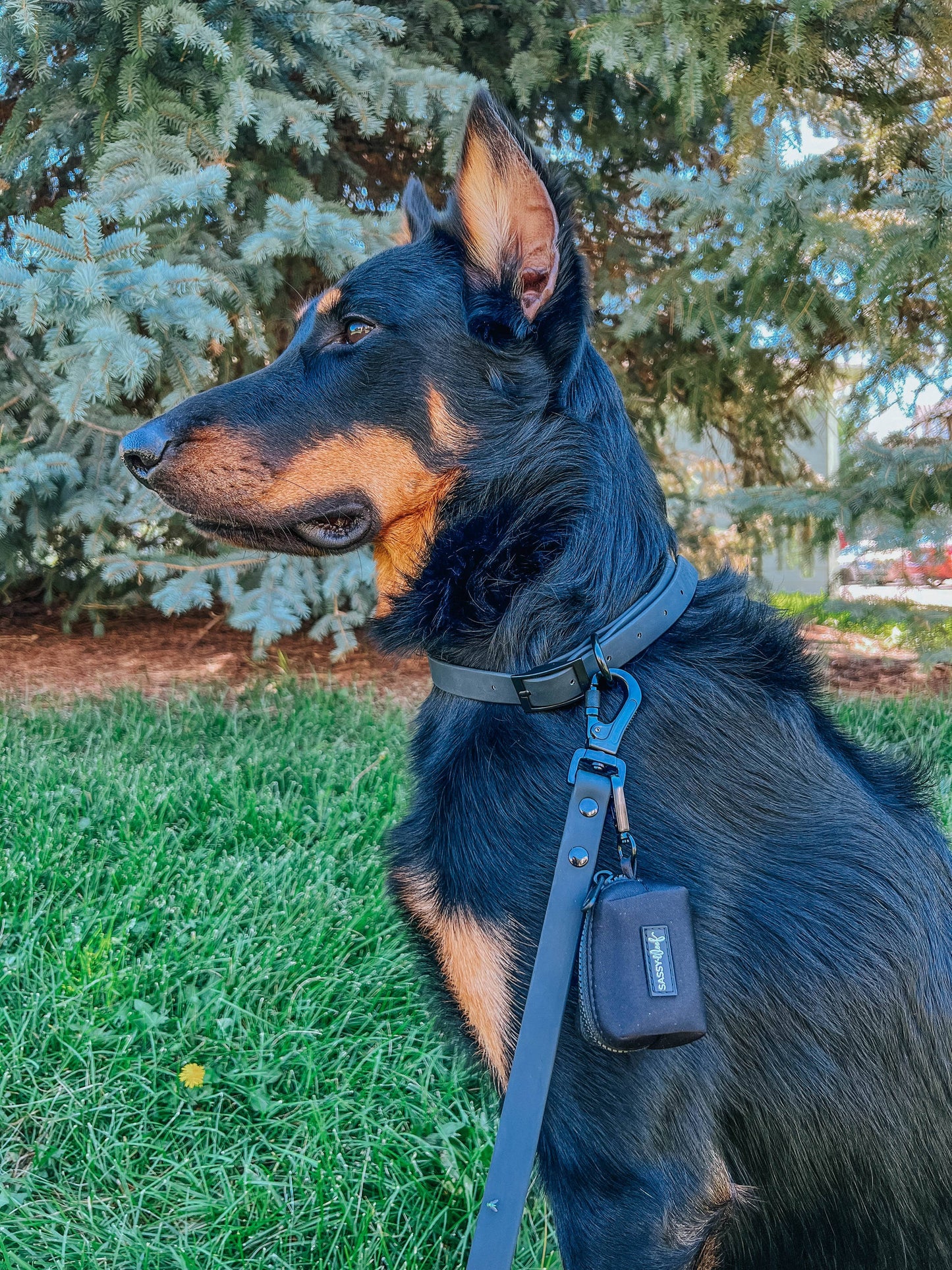 Waterproof Dog Leash - Black