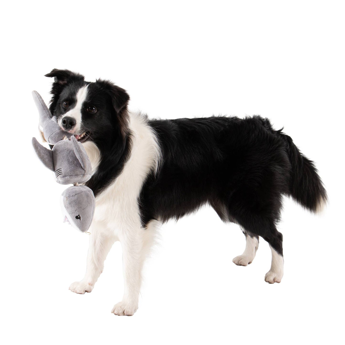 Tall Tails Shark Jointed Shake Play Dog Toy