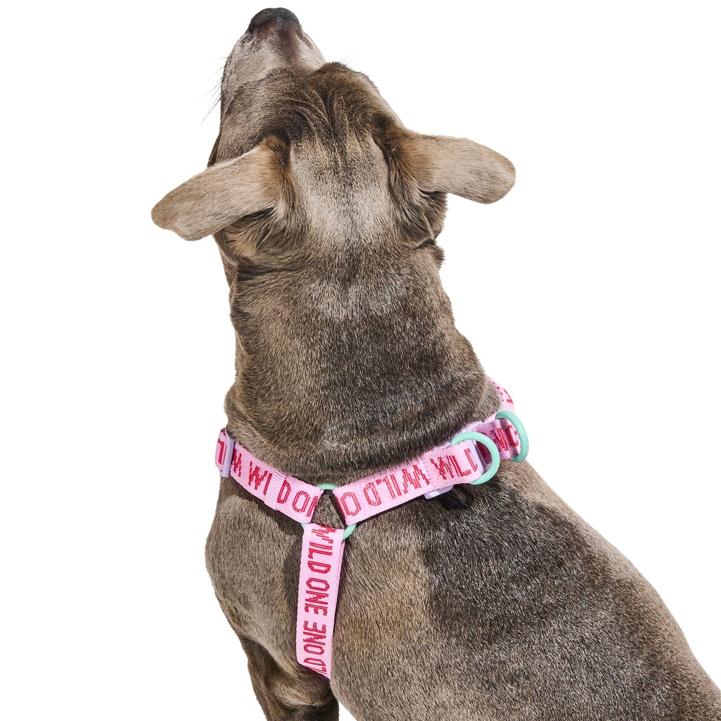 Step-In Harness