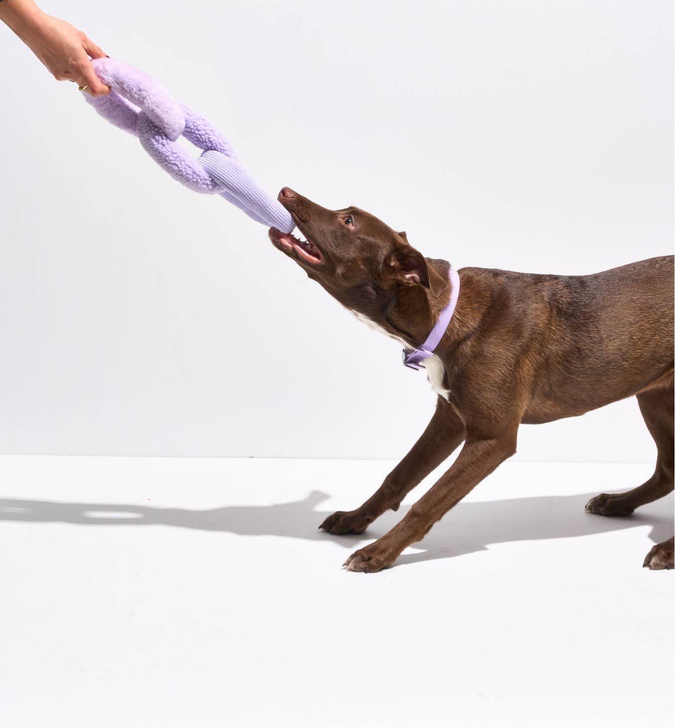 Plush Dog Toy - Chew Chain