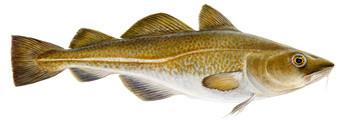 Icelandic+ Cod Fish Chips Dog Treat - 2.5oz