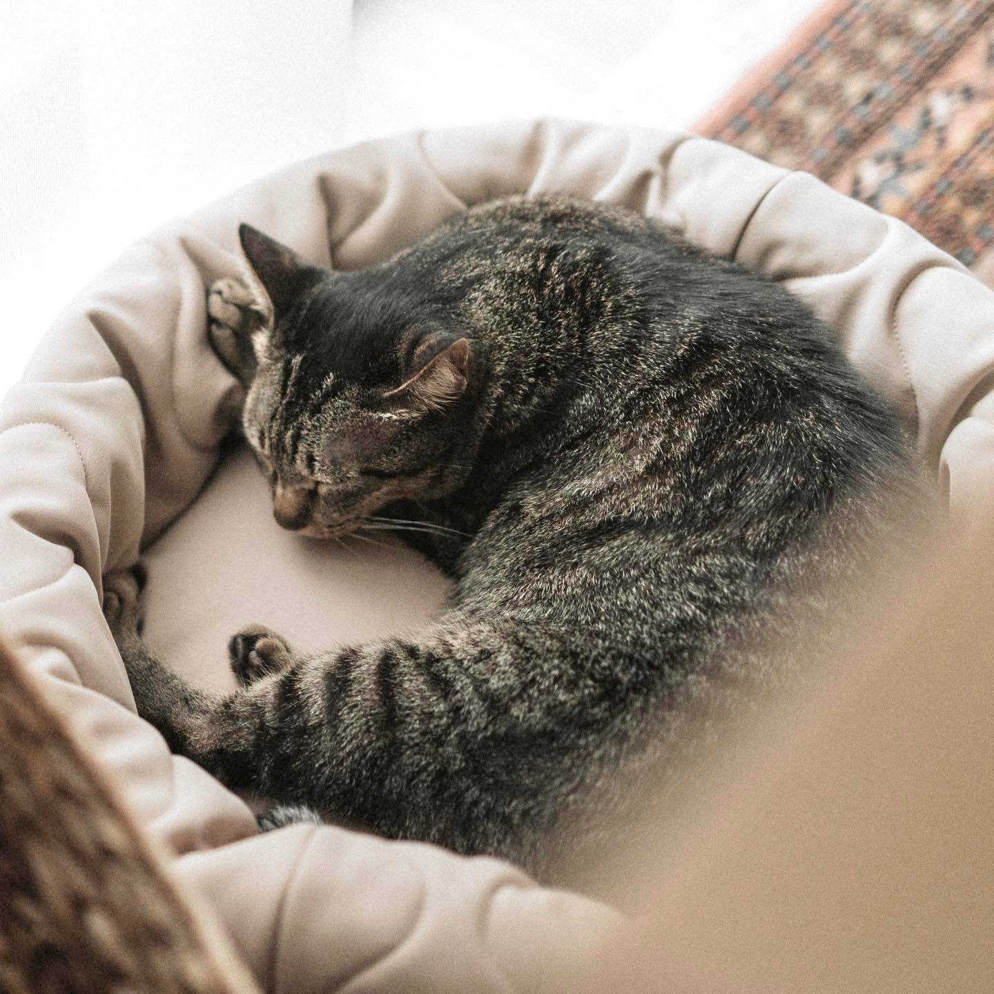 TAART // DOG&CAT BED // Reversible // PETITE