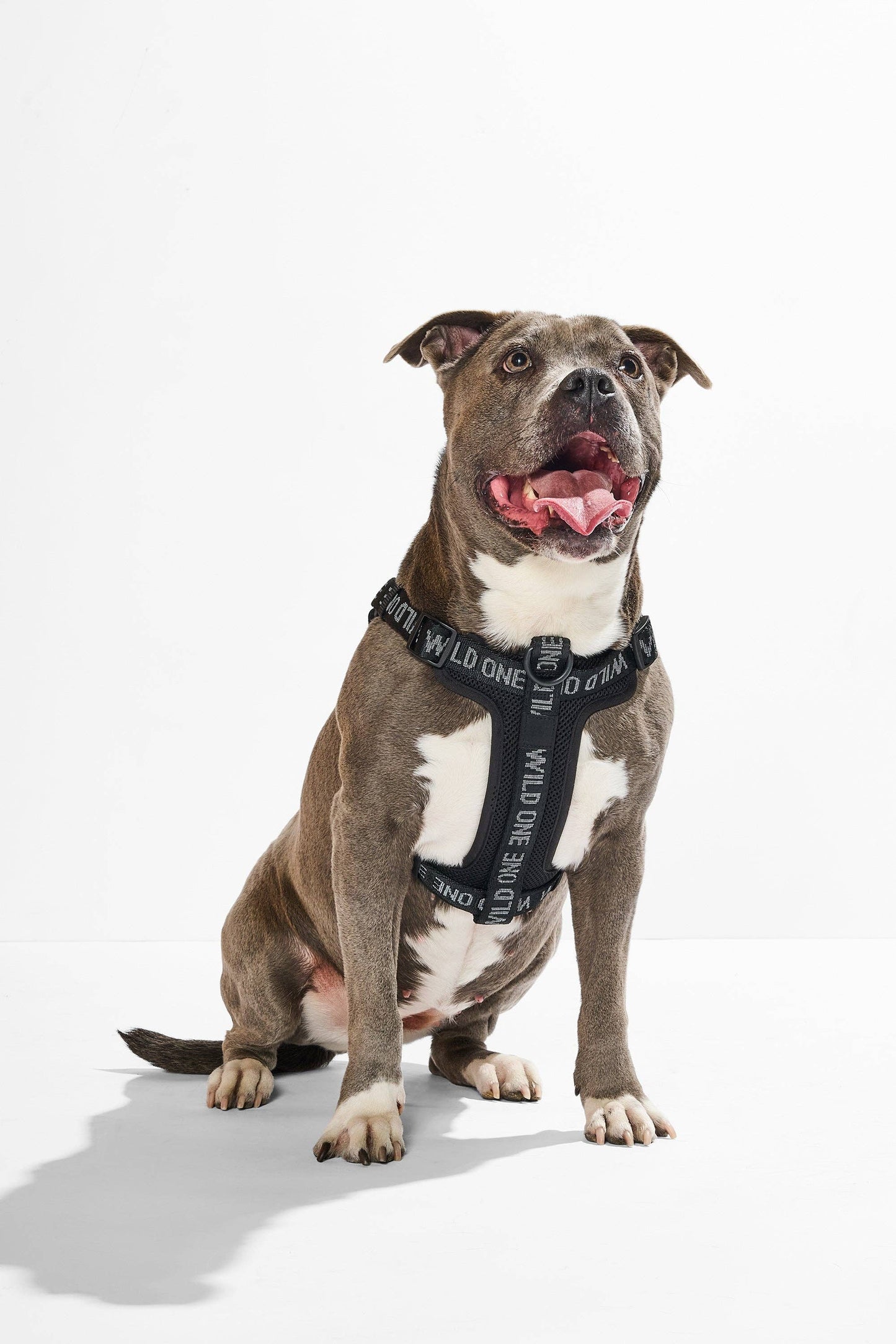 Step-In Harness