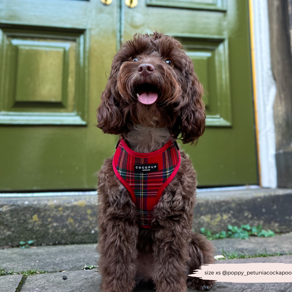 Tartan Adjustable Neck HARNESS