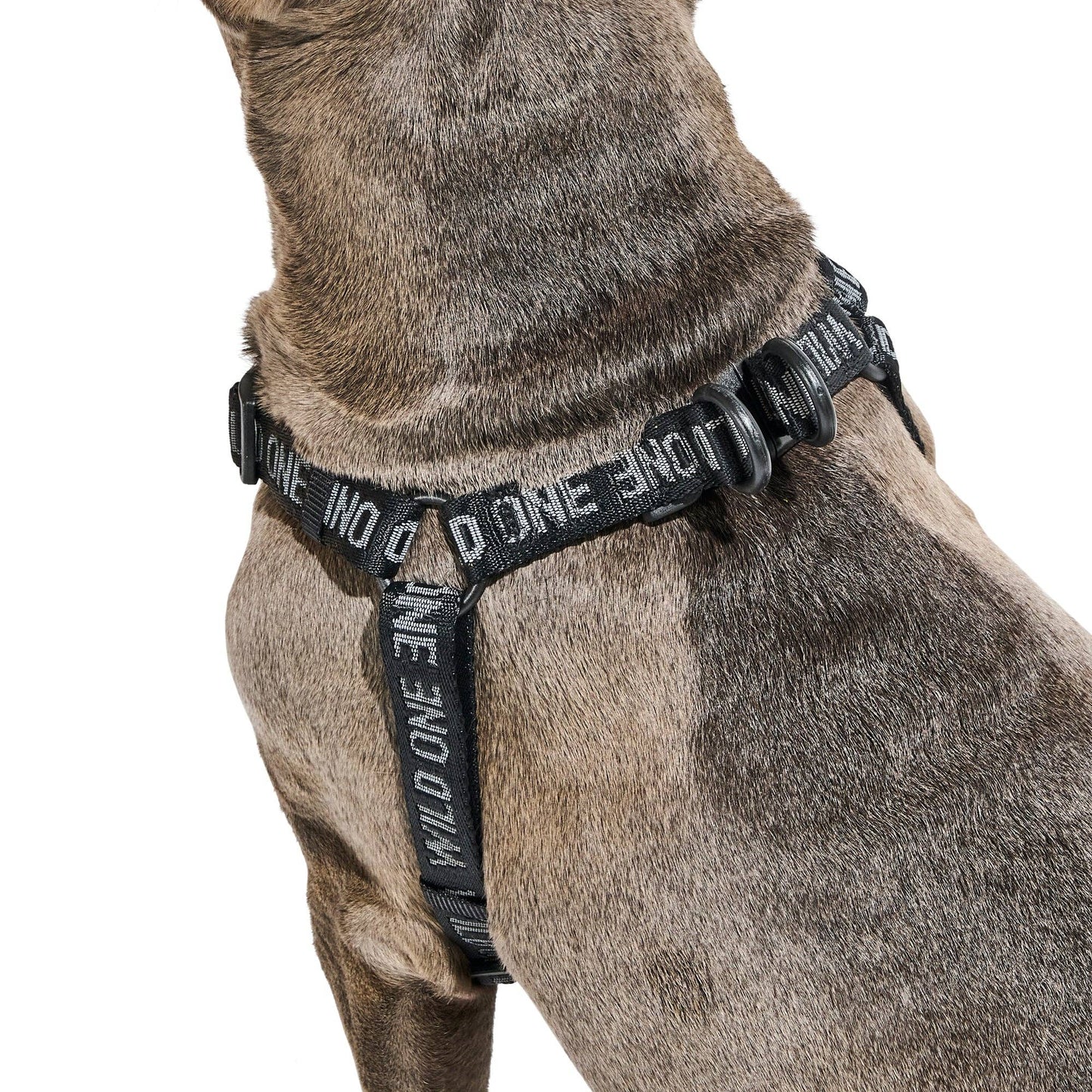 Step-In Harness