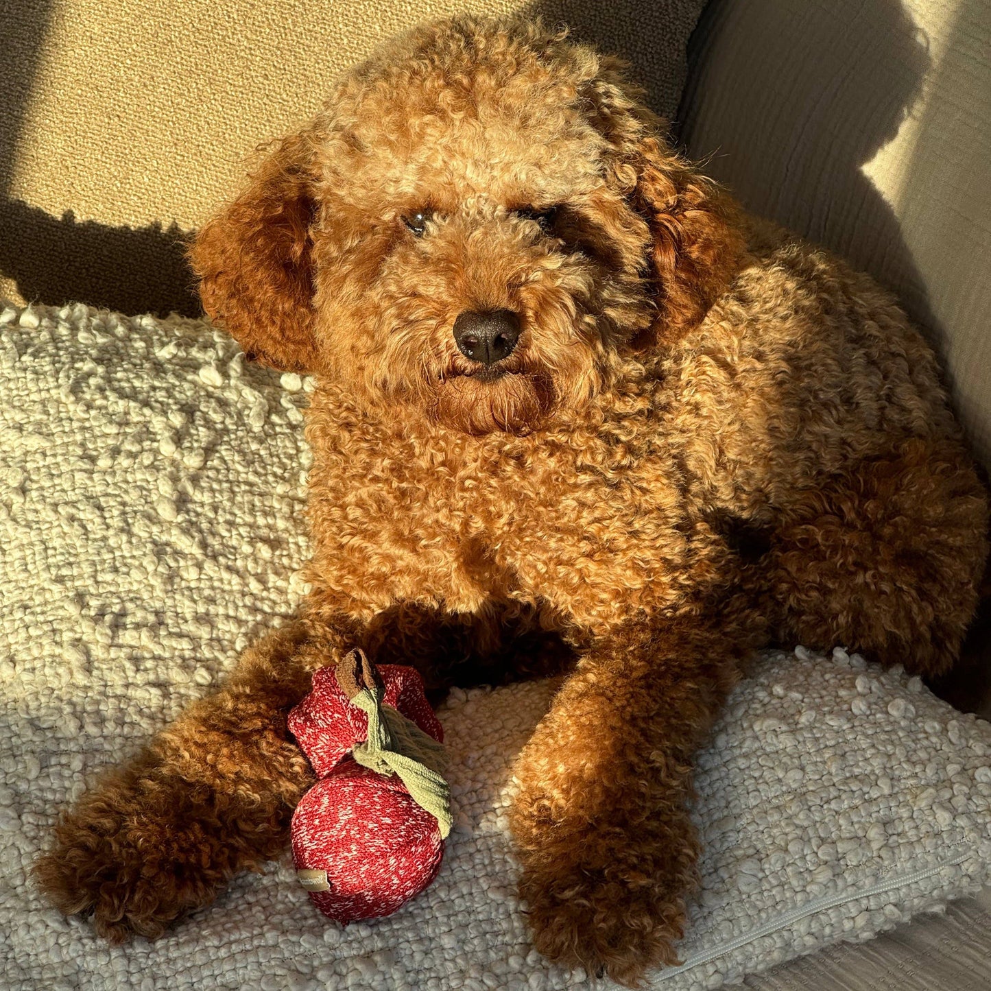 CHERRY POP//ENRICHMENT DOG TOY