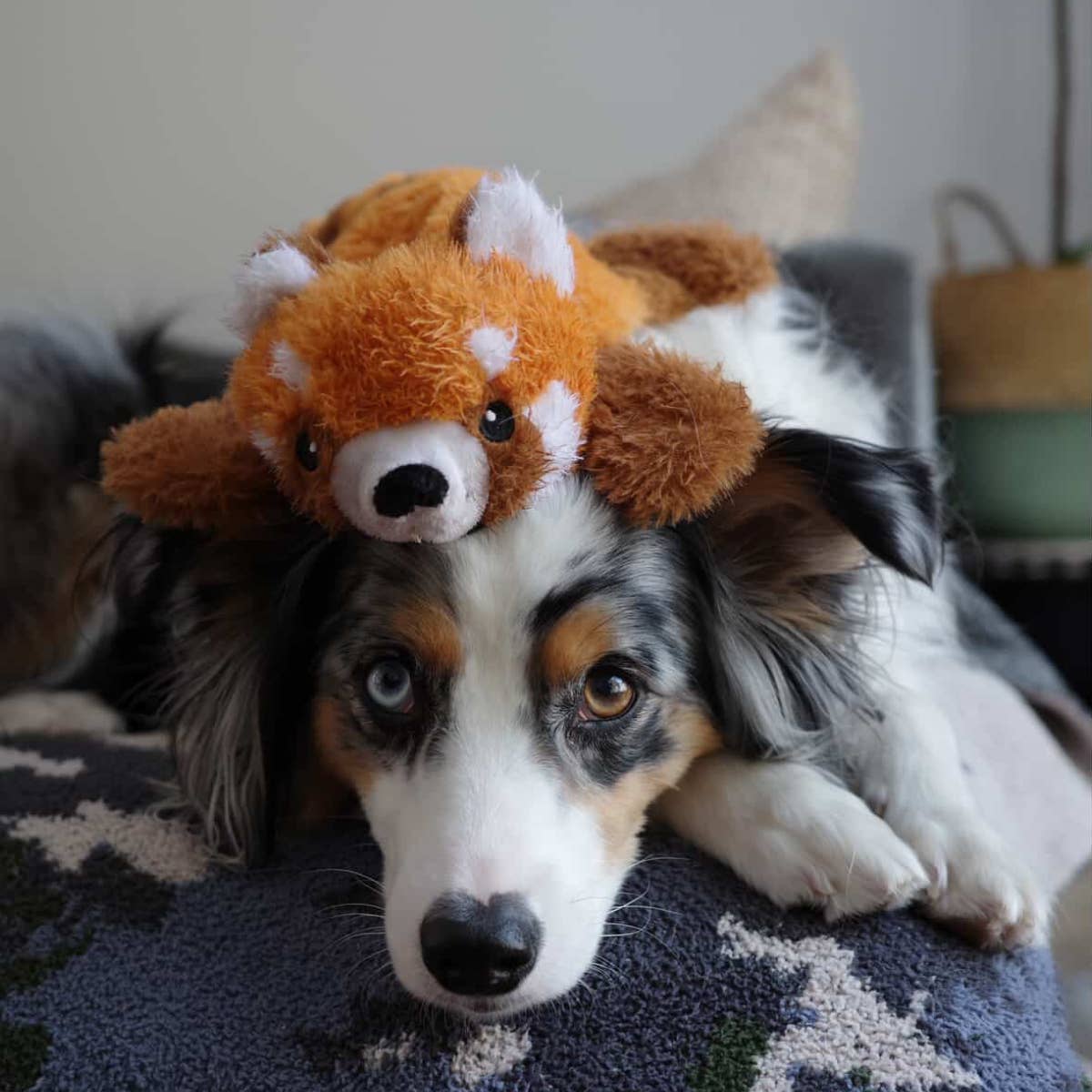 Stuffless Red Panda Squeaker Dog Toy