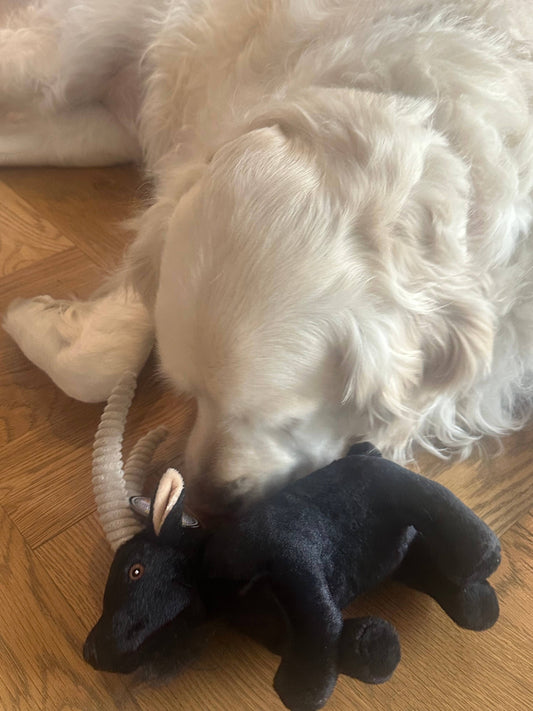 Barnyard Baller Billy Goat