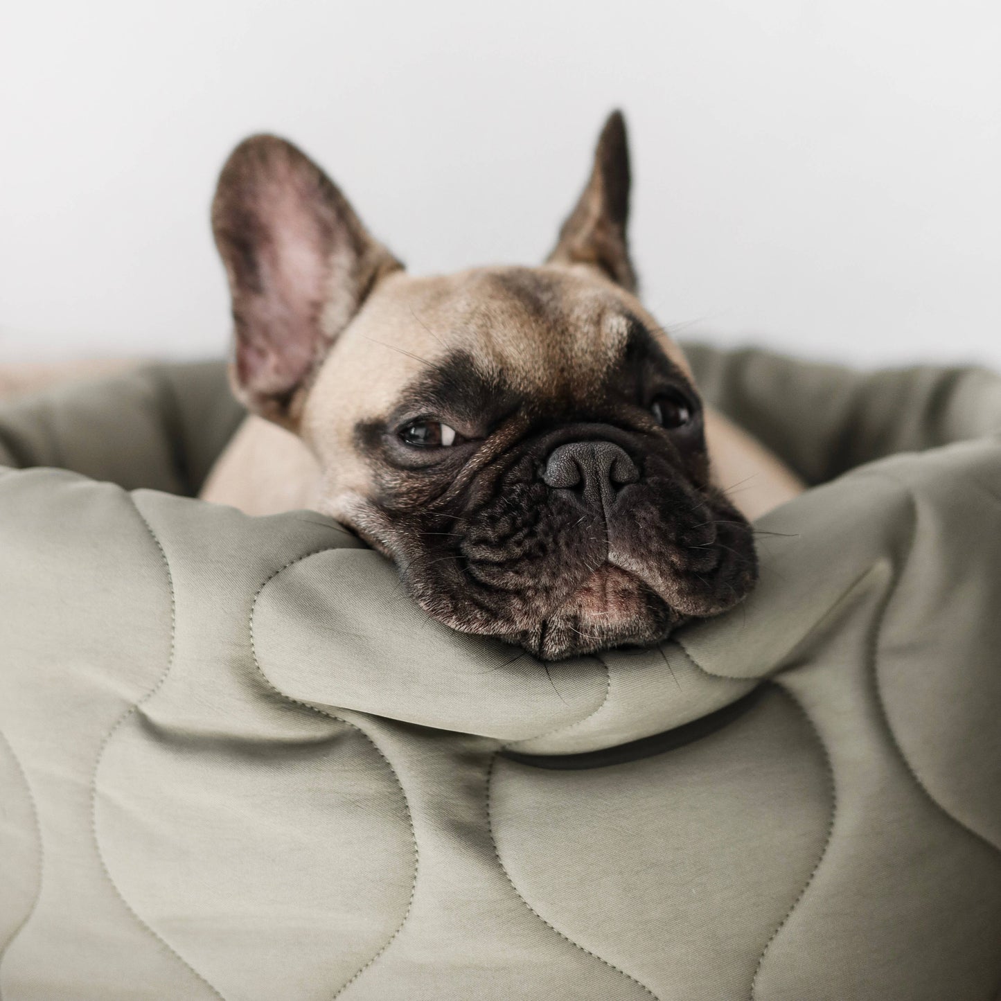 TAART // DOG&CAT BED // Reversible // PETITE