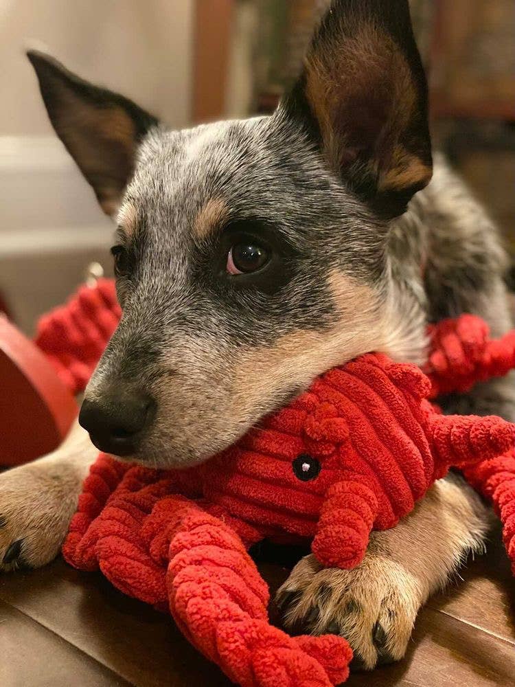 Tall Tails Crunch Plush Lobster Dog Toy - 14"