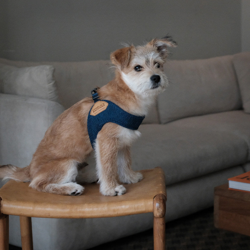 Roy Buckle Up Easy Harness - Navy