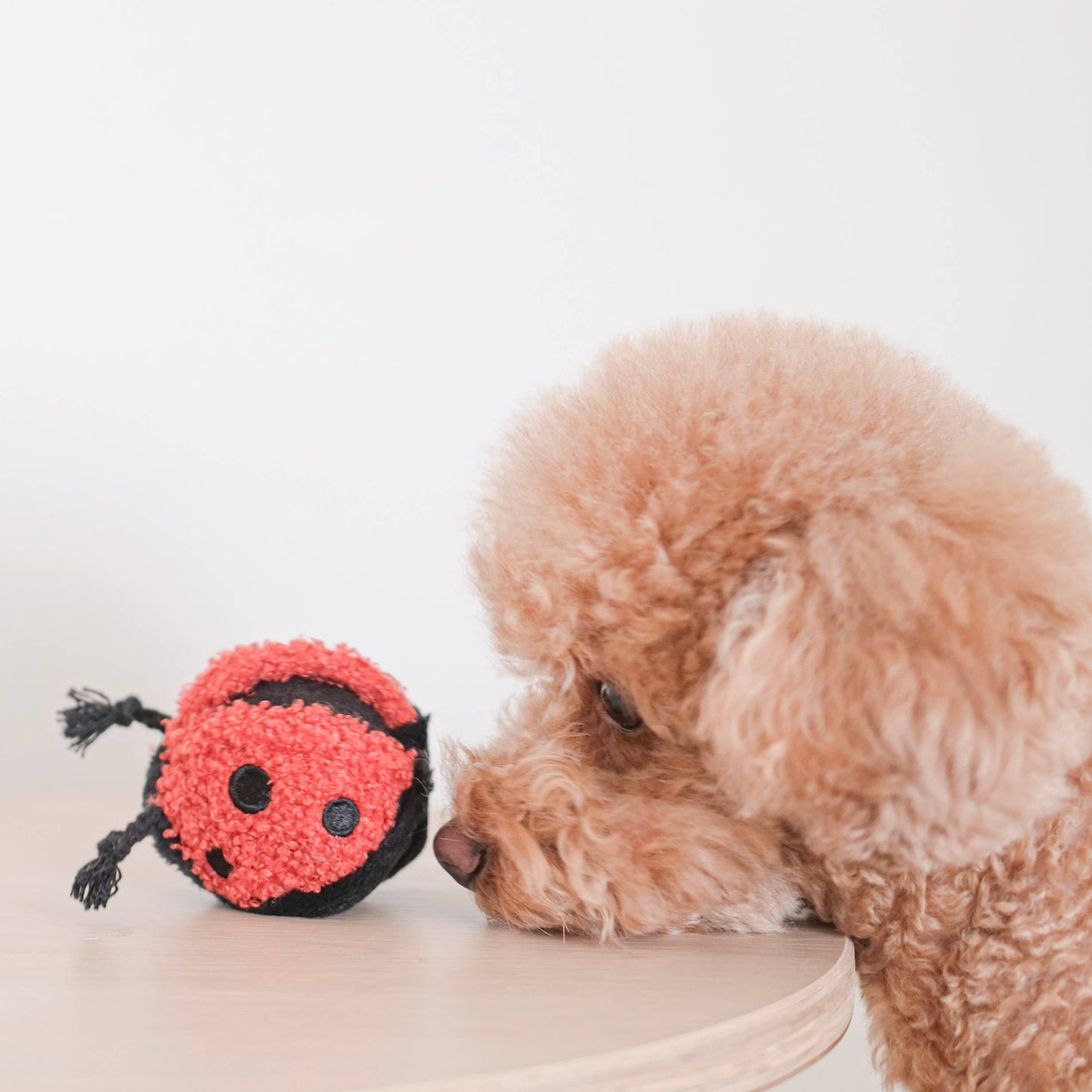 LADYBUG POP // ENRICHMENT TOY // SNUFFLE TOY