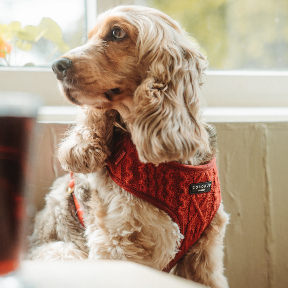 Cable Knit Jumper Adjustable Neck HARNESS - Mulled Pup Wine