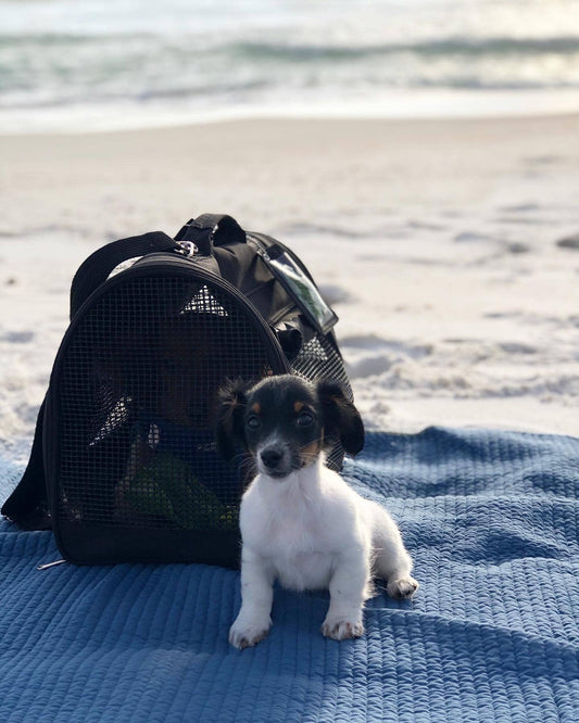 Original Backpack - Black