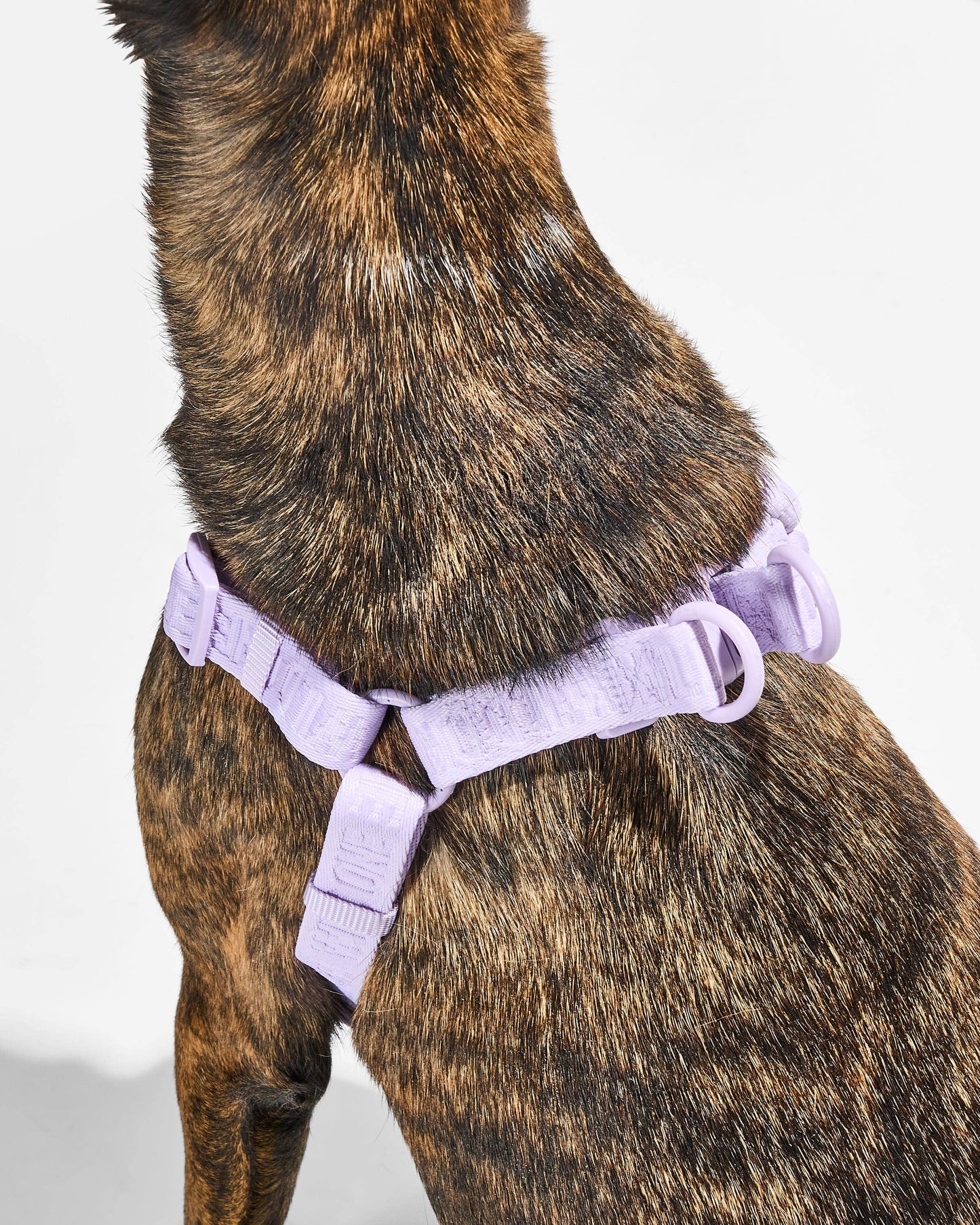Step-In Harness