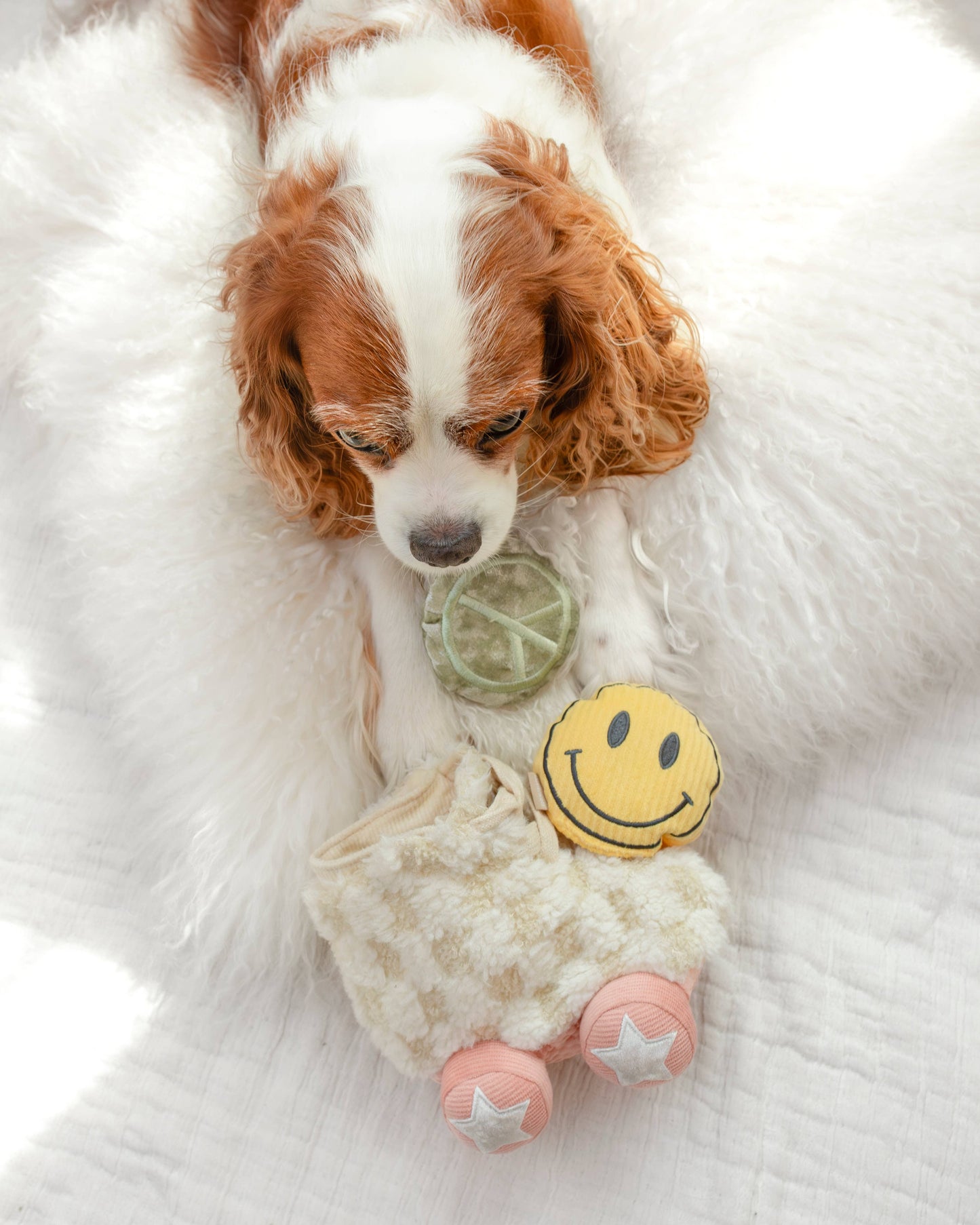 Roller Skate //ENRICHMENT DOG TOY