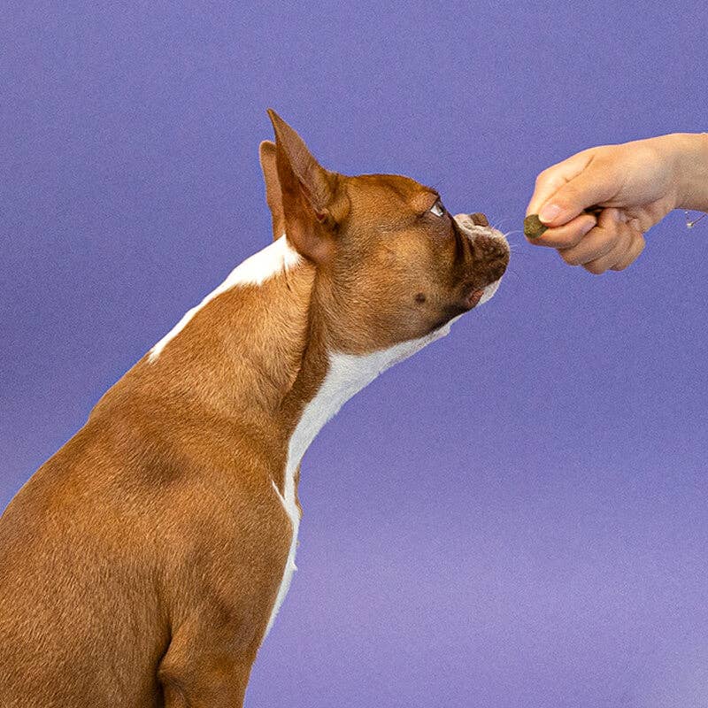 Allergy Immune Soft Chew Treats for Dogs - Pet Supplement