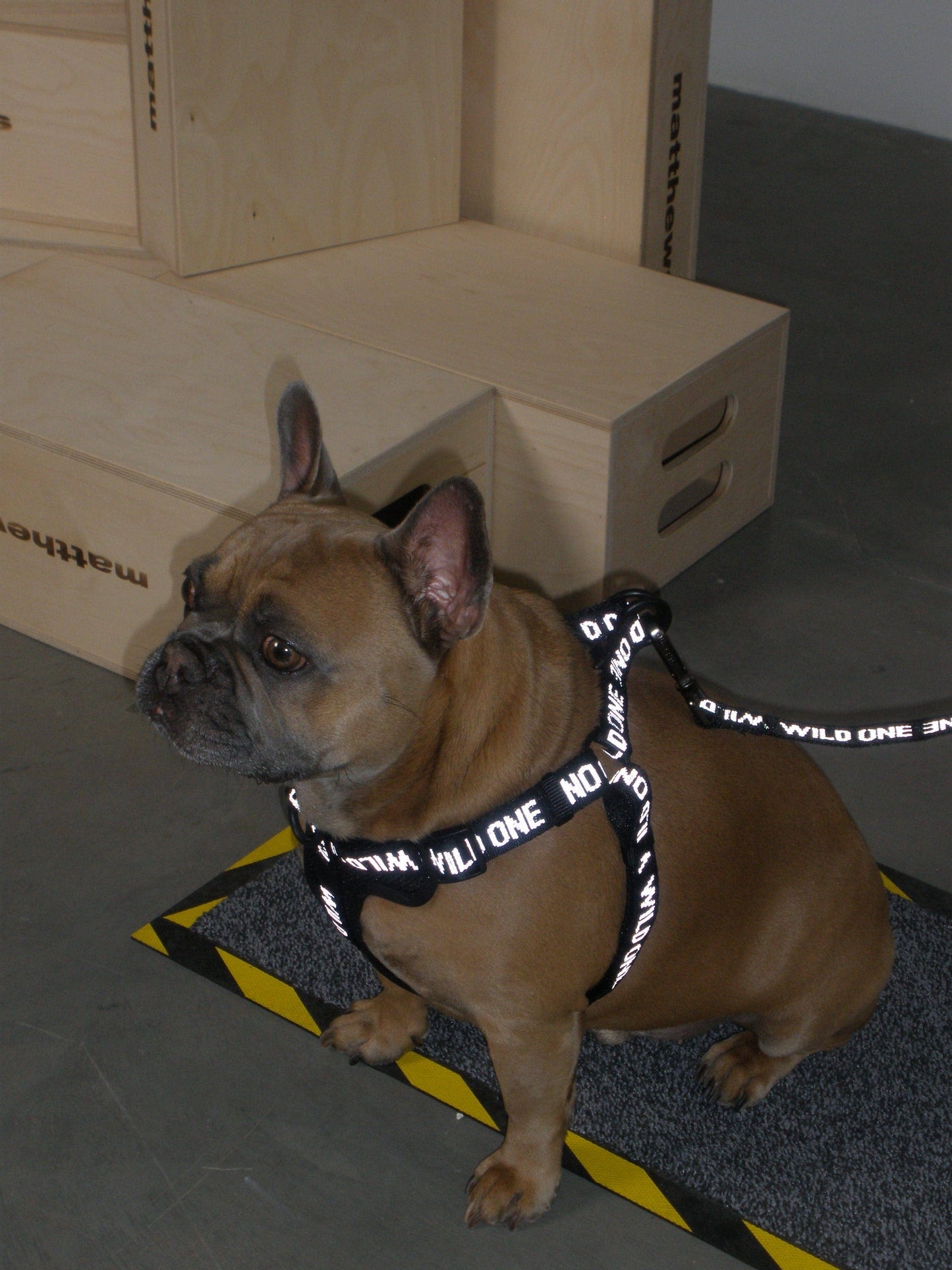 Step-In Harness