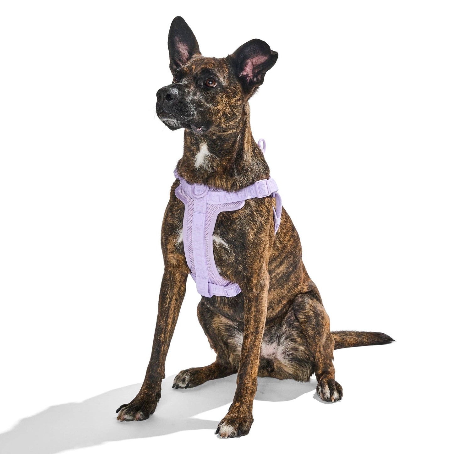 Step-In Harness
