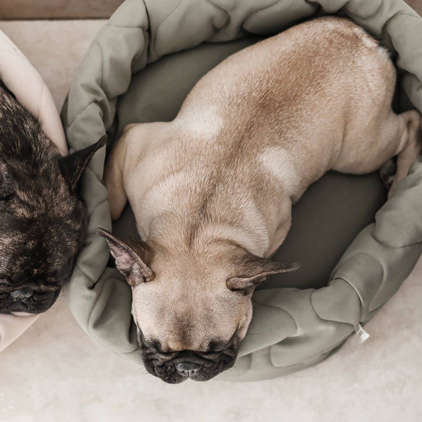 TAART // DOG&CAT BED // Reversible // PETITE