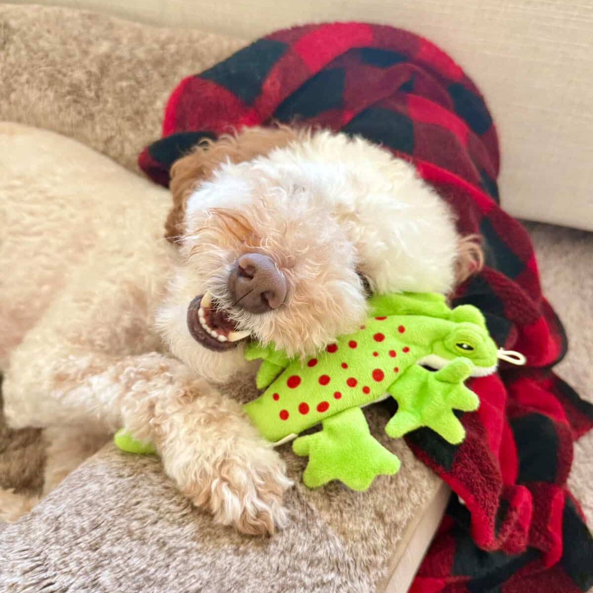 Stuffless Lizard Squeaker Dog Toy
