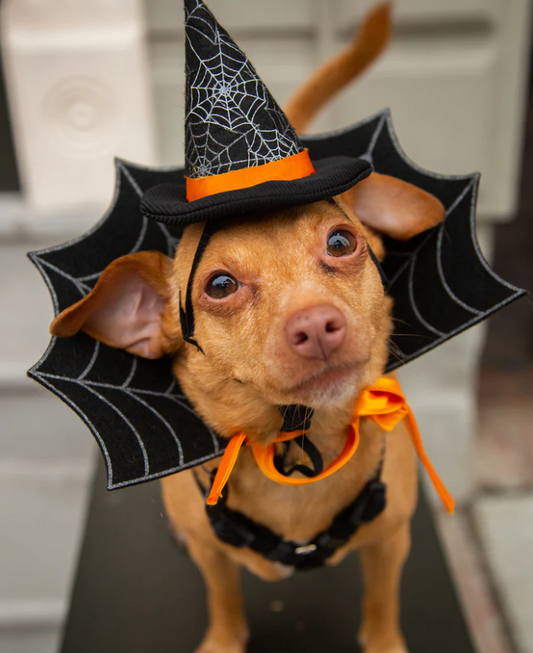 Witch Hat And Collar Set Costume