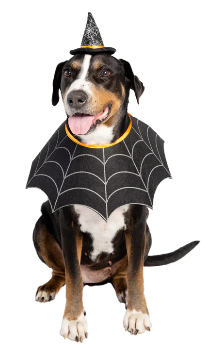 Witch Hat And Collar Set Costume