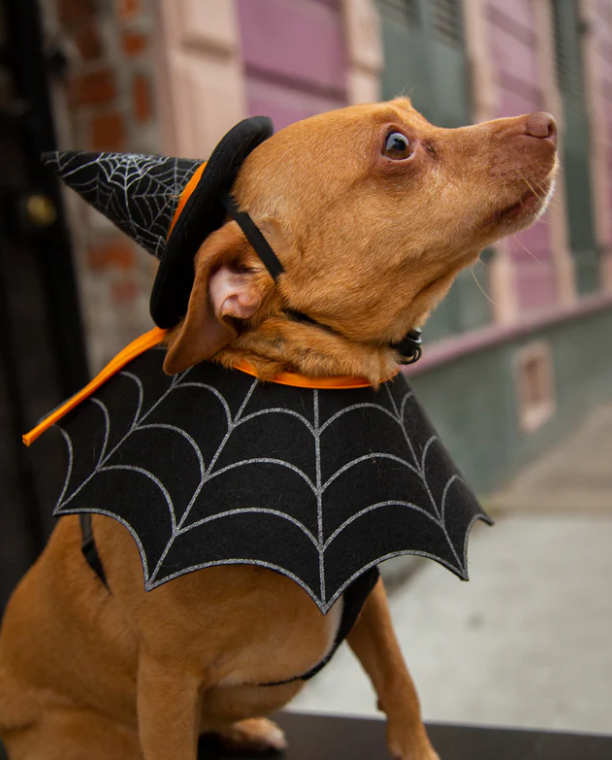 Witch Hat And Collar Set Costume